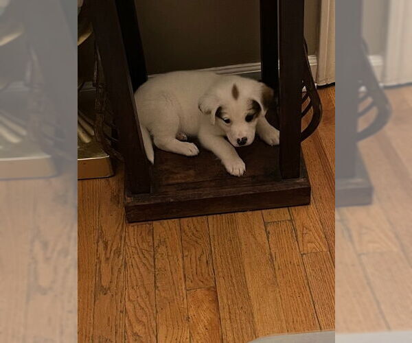 Medium Photo #6 Beagle-Great Pyrenees Mix Puppy For Sale in Plainfield, IL, USA