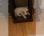 Small #5 Beagle-Great Pyrenees Mix
