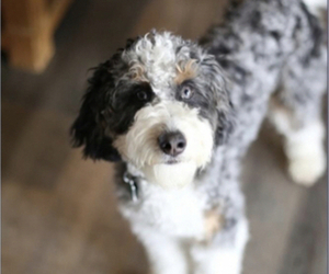 Father of the Bernedoodle-Bernese Mountain Dog Mix puppies born on 06/18/2025