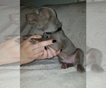 Small Photo #8 Weimaraner Puppy For Sale in DAVENPORT, IA, USA