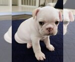 Puppy Puppy 5 French Bulldog
