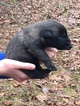 Small Photo #13 Belgian Malinois Puppy For Sale in BLACK ROCK, AR, USA