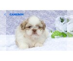 Small #8 Shih Tzu