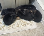 Small Photo #1 German Shepherd Dog Puppy For Sale in BURBANK, IL, USA