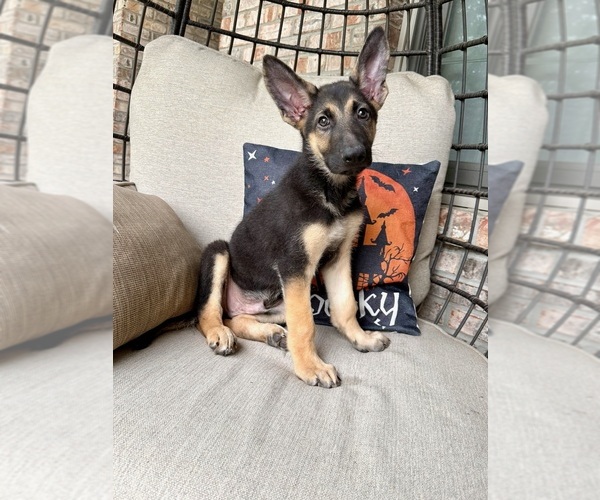Medium Photo #6 German Shepherd Dog Puppy For Sale in GREENFIELD, IN, USA