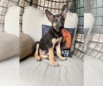Small #5 German Shepherd Dog