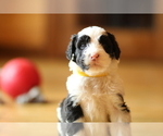 Small Photo #5 Sheepadoodle Puppy For Sale in STANLEY, VA, USA
