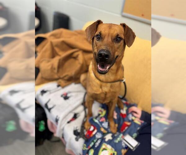 Medium Photo #1 Labrador Retriever-Rhodesian Ridgeback Mix Puppy For Sale in Peoria, IL, USA