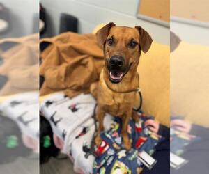 Labrador Retriever-Rhodesian Ridgeback Mix Dogs for adoption in Peoria, IL, USA