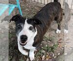 Small #1 Basset Hound Mix