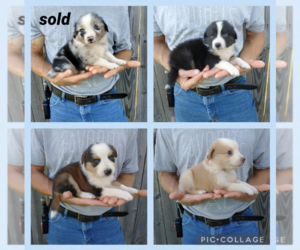Australian Shepherd Puppy for sale in SPENCER, VA, USA