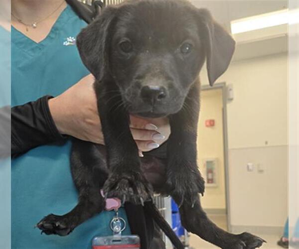 Medium Photo #1 Labrador Retriever Puppy For Sale in Houston, TX, USA