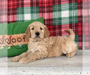 Goldendoodle Puppy for sale in STELLA, MO, USA