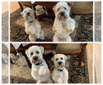 Small Photo #4 Soft Coated Wheaten Terrier Puppy For Sale in SAN DIEGO, CA, USA