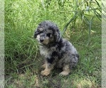 Small #2 Aussiedoodle