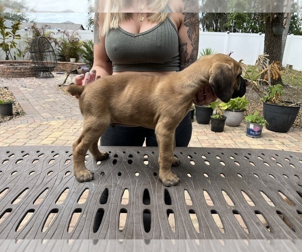 Medium Photo #1 Cane Corso Puppy For Sale in LAND O LAKES, FL, USA