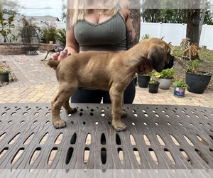 Cane Corso Litter for sale in LAND O LAKES, FL, USA