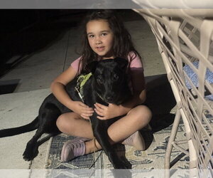 Asher - Male Borador Dog for Adoption - Photo #9