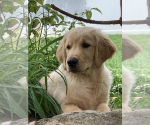 View Ad Golden Retriever Puppy For Sale Near New Jersey East Freehold Usa Adn 259027