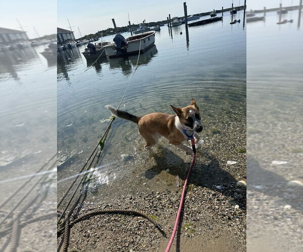Medium Photo #8 Mutt Puppy For Sale in Oak Bluffs, MA, USA
