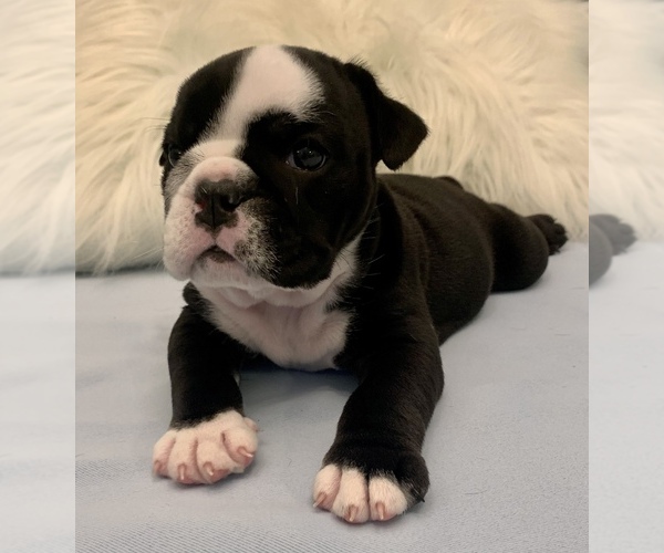Medium Photo #8 Bulldog Puppy For Sale in JACKSONVILLE, FL, USA