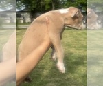 Small Photo #25 American Bully Puppy For Sale in LAKE STATION, IN, USA
