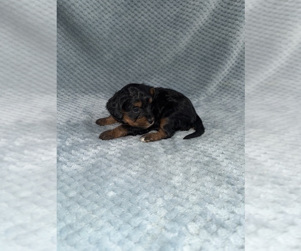 Medium Photo #6 Cavapoo mix (+ Poodle Miniature) Puppy For Sale in MUNFORDVILLE, KY, USA
