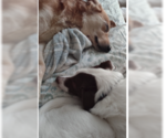 Small #1 Golden Retriever Mix