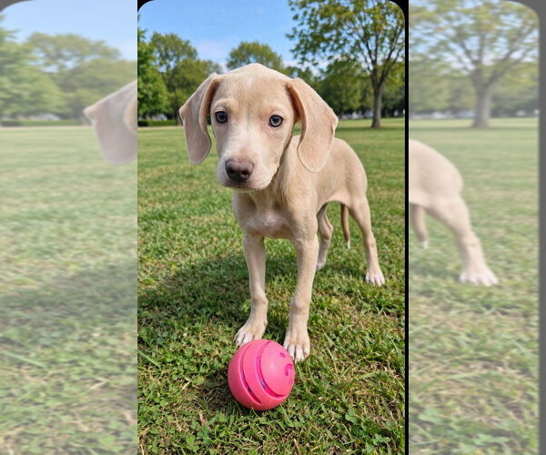 Medium Photo #3 Beagle-Unknown Mix Puppy For Sale in New York, NY, USA
