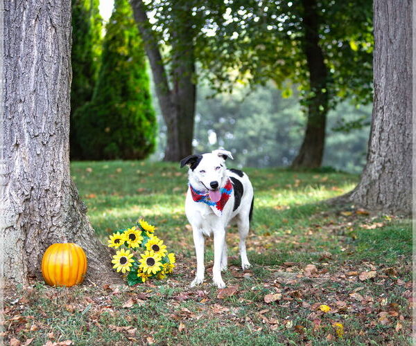 Medium Photo #6 Border Collie-Huskies  Mix Puppy For Sale in Unionville, PA, USA