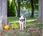 Small #5 Border Collie-Huskies  Mix