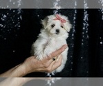 Puppy Snow White AKC Maltese