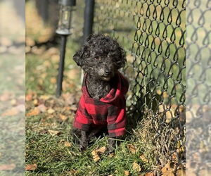 Poodle (Toy) Dogs for adoption in St. Louis Park, MN, USA