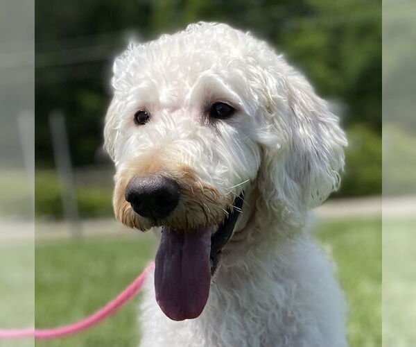 Medium Photo #6 Labradoodle Puppy For Sale in Pacolet, SC, USA