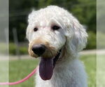 Small #5 Labradoodle
