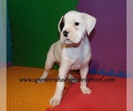 Small #6 Boxer