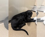 Small Doberman Pinscher Mix