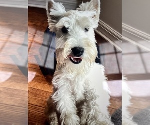 Father of the West Highland White Terrier puppies born on 04/16/2025