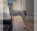 Small #12 Treeing Walker Coonhound