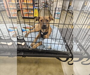 - Mix Dogs for adoption in Brooksville, FL, USA