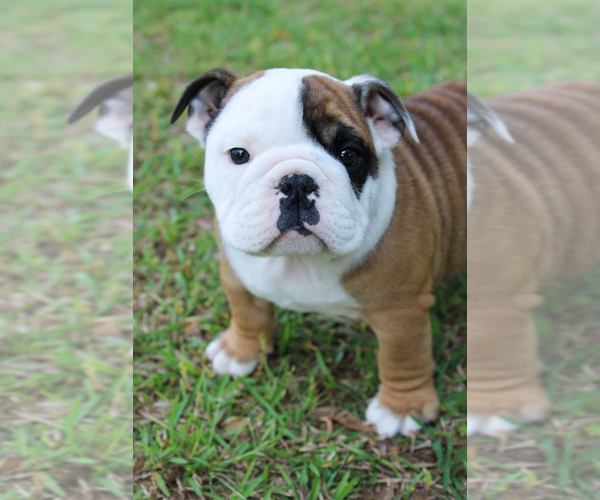 Medium Photo #3 English Bulldog Puppy For Sale in ANDERSON, SC, USA