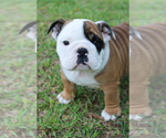 Small Photo #3 English Bulldog Puppy For Sale in ANDERSON, SC, USA