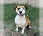 Small Photo #2 American Pit Bull Terrier-Unknown Mix Puppy For Sale in Modesto, CA, USA