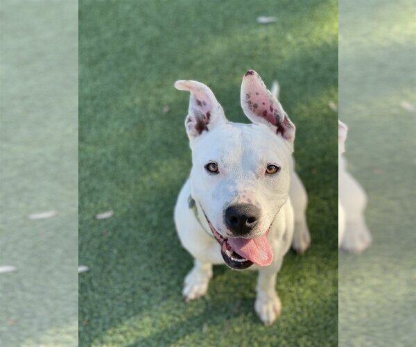 Medium Photo #1 American Staffordshire Terrier Puppy For Sale in Berkeley, CA, USA