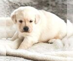 Small #1 Labrador Retriever
