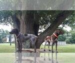 Small Photo #1 German Shorthaired Pointer Puppy For Sale in CONCORD, NC, USA
