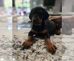 Small Photo #42 Doberman Pinscher Puppy For Sale in FORT LAUDERDALE, FL, USA