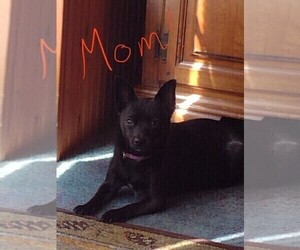 Mother of the Chiranian puppies born on 03/03/2025