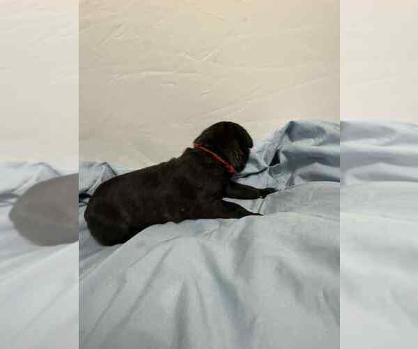 Medium Photo #6 Cane Corso Puppy For Sale in CAMBY, IN, USA