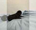 Small #5 Cane Corso